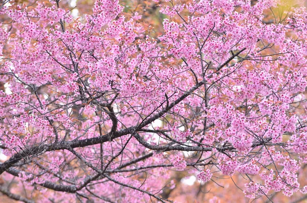 Fleur de cerisier himalayen sauvage — Photo