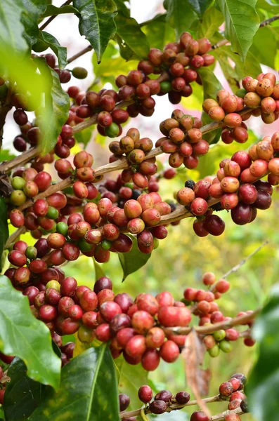 Świeże ziarna kawy na drzewo — Zdjęcie stockowe