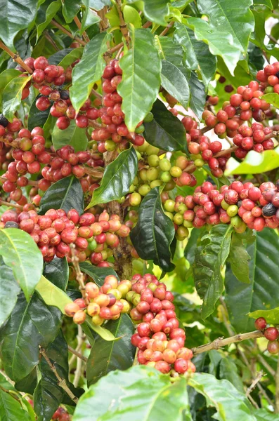 Taze kahve çekirdeği ağaç üzerinde — Stok fotoğraf