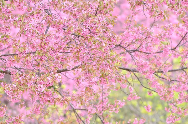 Wilde Himalaya-Kirschblüte — Stockfoto