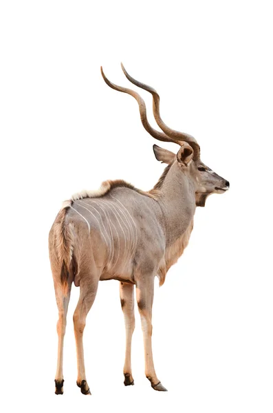 Maschio maggiore kudu isolato — Foto Stock