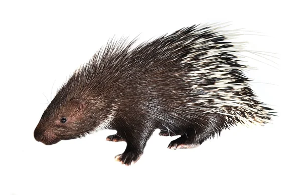 Porcupine isolerade — Stockfoto