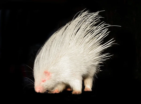 Albino porco-espinho isolado — Fotografia de Stock