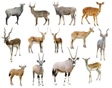 antelope collection isolated on white background