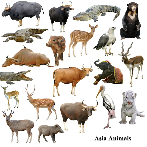 Colección de animales asiáticos aislados sobre fondo blanco —  Fotos de Stock