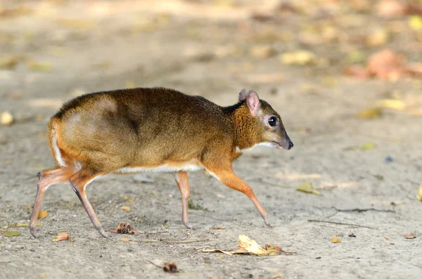 Lesser mouse deer — Stock Photo, Image