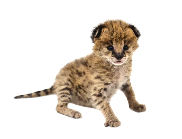 Baby serval isolated — Stock Photo, Image