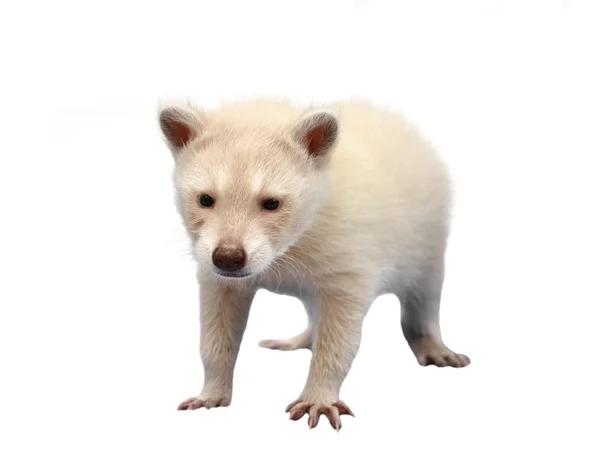 Raccoon Baby albino na białym tle — Zdjęcie stockowe