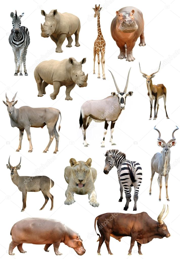 african animals collection isolated on white background