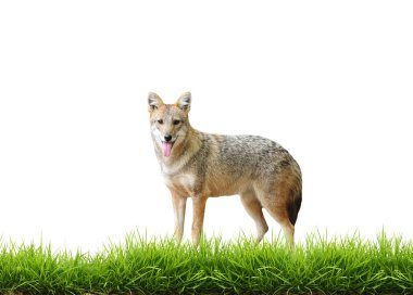 golden jackal with fresh green grass isolated clipart