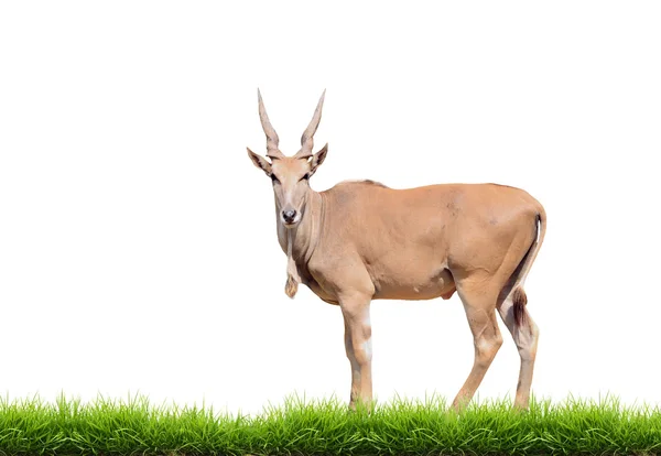 Eland with green grass isolated — Stock Photo, Image