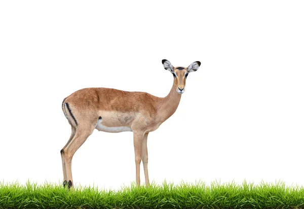 Fêmea impala com grama verde isolada — Fotografia de Stock