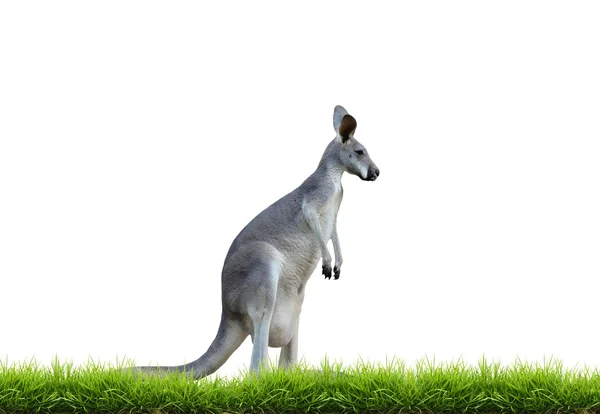 Yeşil çim izole ile gri kanguru — Stok fotoğraf