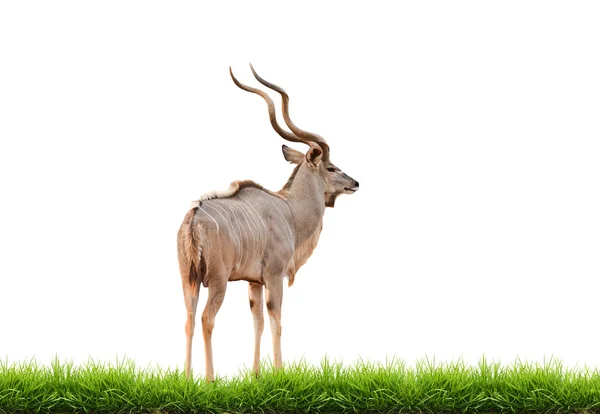 Macho maior kudu com grama verde isolado — Fotografia de Stock