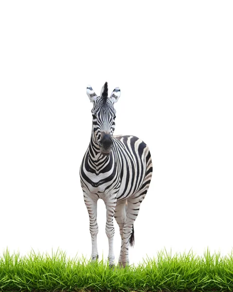 Zebra mit grünem Gras isoliert — Stockfoto