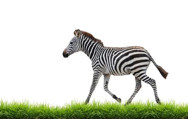 Зебра с зеленой травой изолированы — стоковое фото