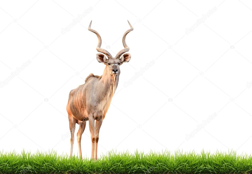 male greater kudu with green grass isolated