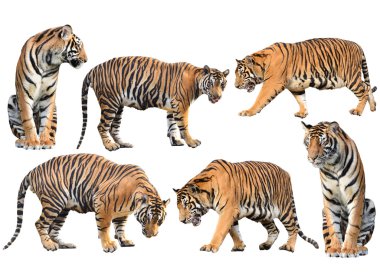 Bengal kaplanı izole koleksiyonu