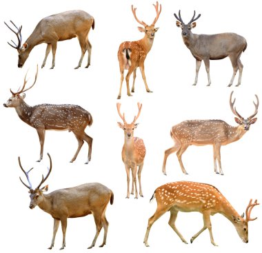 deer isolated clipart