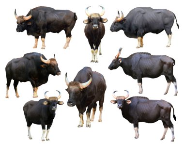 izole gülbay topluluğu