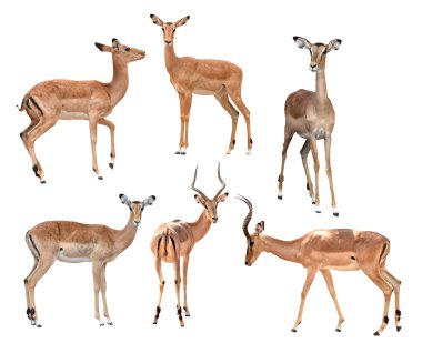 izole impala koleksiyonu