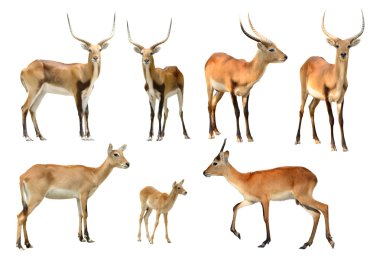 collection of red lechwe isolated clipart