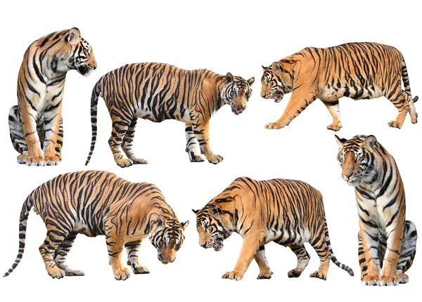 Bengal tiger isolierte sammlung — Stockfoto