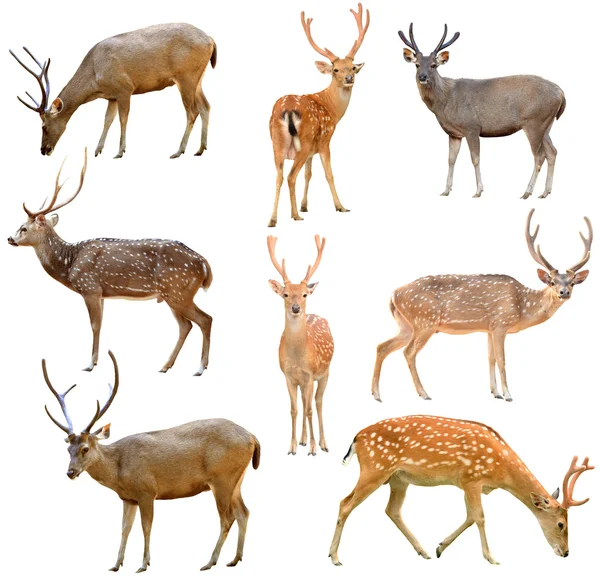 Cerfs isolés — Photo