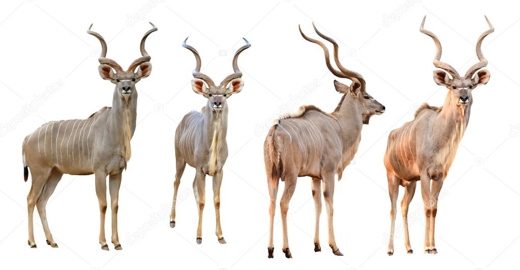collection of male kudu isolated