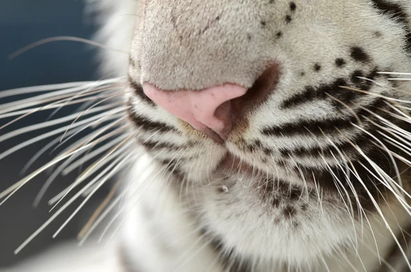 Рот бенгальского тигра — стоковое фото