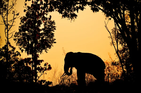 Elefante de asia en el bosque —  Fotos de Stock
