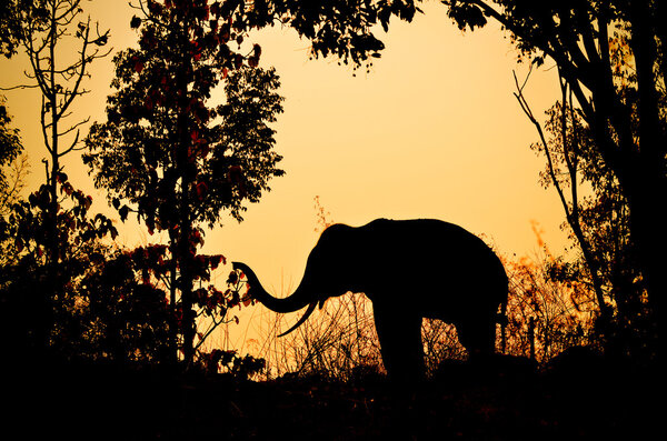 Asia elephant in the forest at sunset