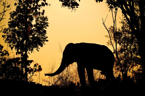 Elefante de asia en el bosque — Foto de Stock