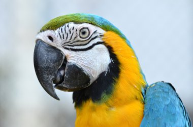 Mavi ve Sarı Macaw