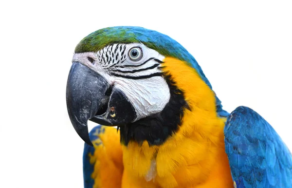 Blue and yellow macaw — Stock Photo, Image