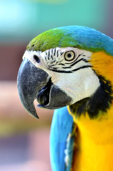 Modrý a žlutý macaw — Stock fotografie