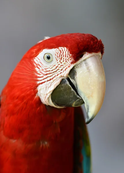 Scarlet macaw — Stock Photo, Image