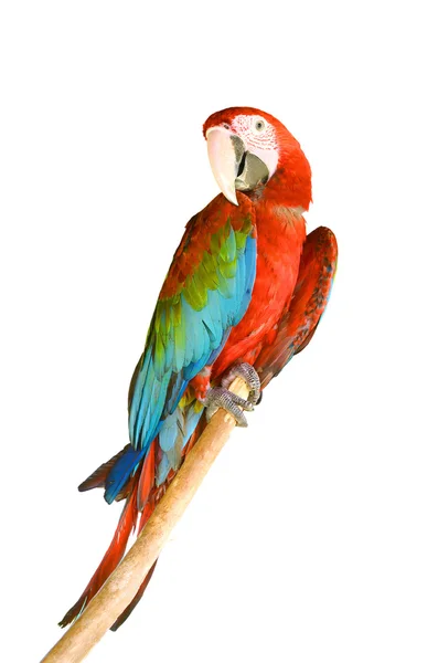 Šarlatové macaw — Stock fotografie