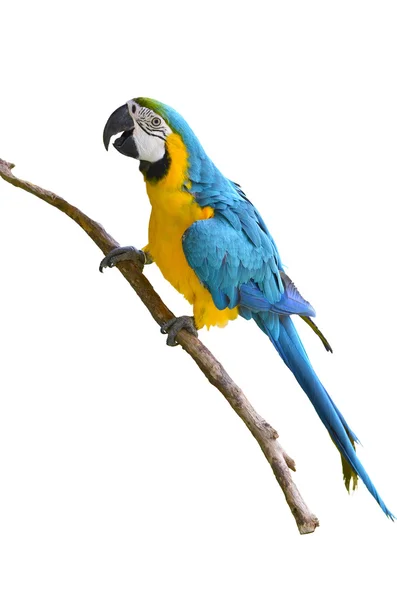 Guacamayo azul y amarillo — Foto de Stock