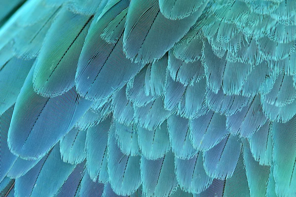 Close up of blue and yellow macaw wing — Stock Photo, Image