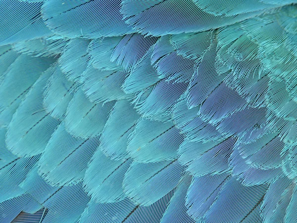 Close up of blue and yellow macaw wing — Stock Photo, Image