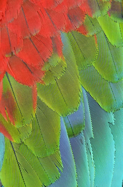 Close up of scarlet macaw wing — Stock Photo, Image