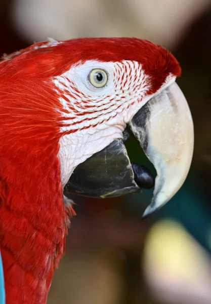 Scarlet macaw — Stock Photo, Image