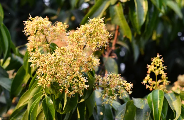 Lychee flower — Stock Photo, Image