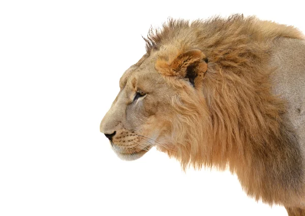 Männlicher Löwenkopf isoliert — Stockfoto