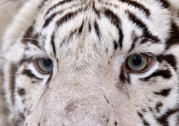 Witte Bengaalse tijger ogen — Stockfoto