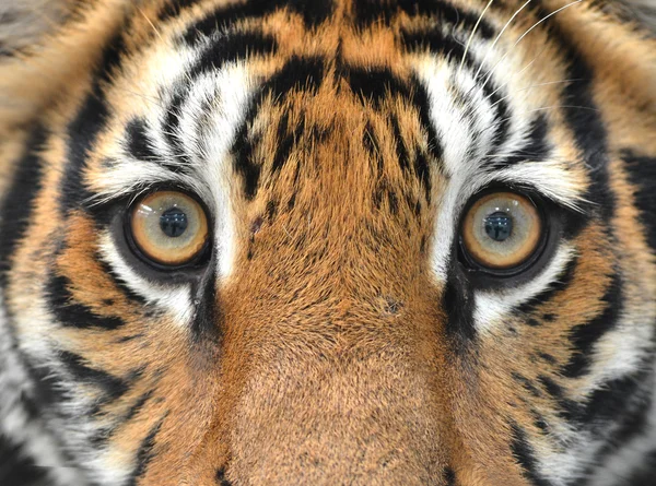 Olhos de tigre de bengala — Fotografia de Stock