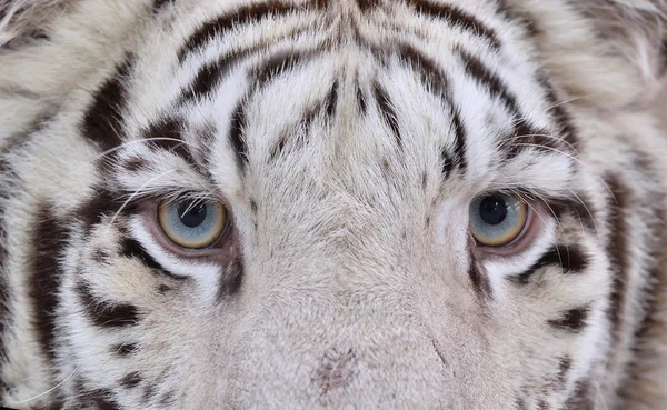 Ojos de tigre de bengala blanco —  Fotos de Stock