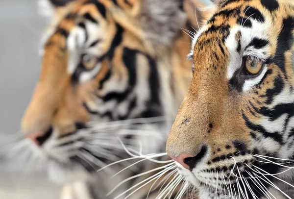 Bengaalse tijger gezicht — Stockfoto
