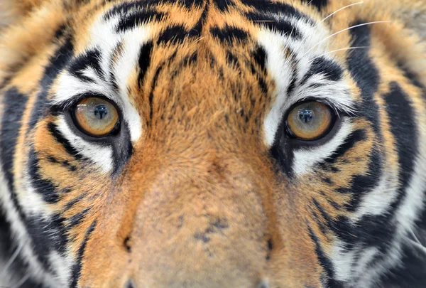 Ojos de tigre de bengala — Foto de Stock